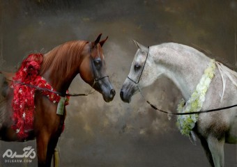 مدل نقاشی رنگ روغن اسب زیبا